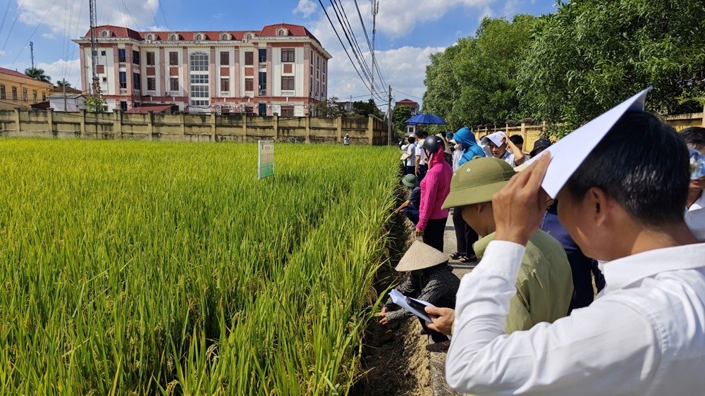 Chi cục Trồng trọt và Bảo vệ thực vật Hải Phòng: Đánh giá hiệu quả mô hình canh tác lúa sử dụng phân bón đúng, hiệu quả cao, phát thải thấp vụ Mùa 2026
